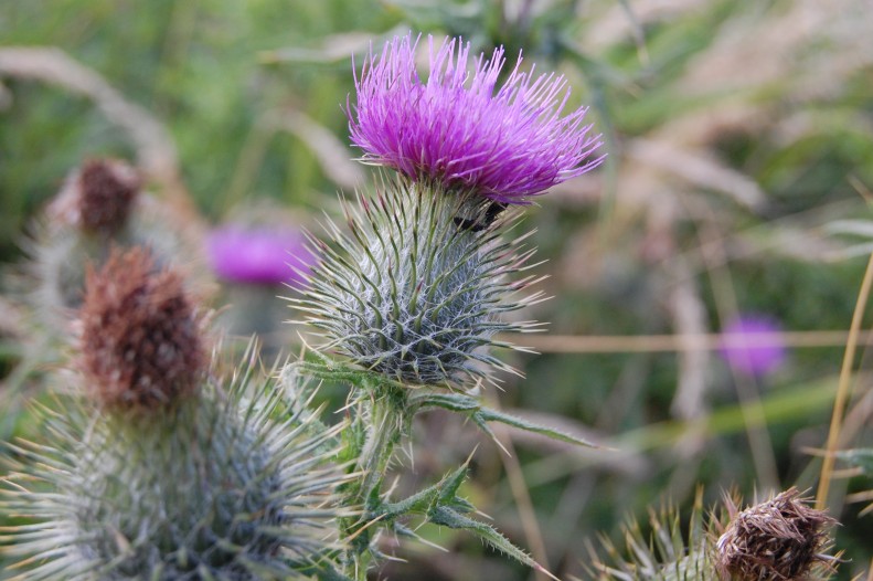 Thistle