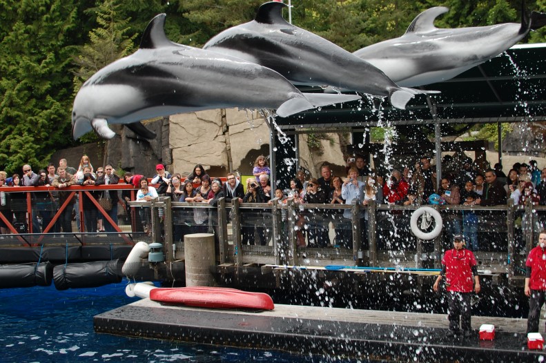 dolphin show at Vancouer Aquarium