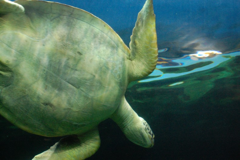 turtle at Vancouver aquarium