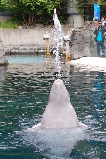 beluga whale at Vancouver Aquarium