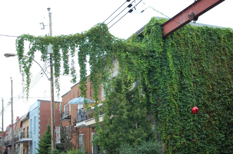 Ivy in Montreal on Wide angle wanderings